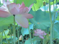 -陈家山荷花公园