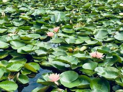 -白鹭湾湿地公园