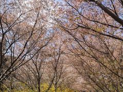 -樱花山风景区