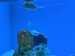 -上海海洋水族馆