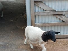 -费瑟代尔野生动物园