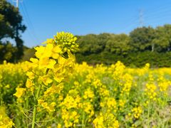 -昆山城市生态森林公园
