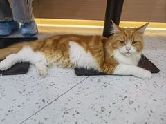 -喵园·猫主题咖啡厅·撸猫·猫咖(国贸店)