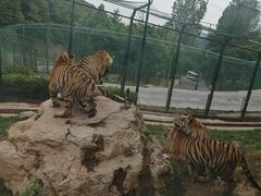 -栾川竹海野生动物园