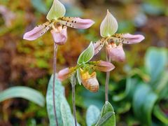 -国家植物园南园