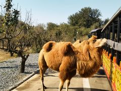 -北京野生动物园