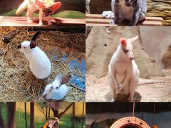 -绿色星球动物主题公园