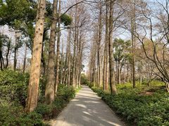 -上海滨江森林公园