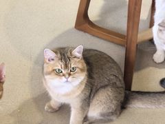 -藏猫猫咖啡主题馆(中央大道店)