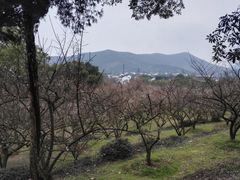 -香雪海