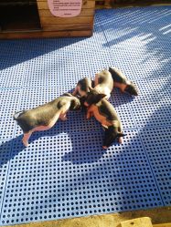 -萌宠亲子动物乐园(槐房万达店)