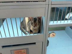 -FAELING PETS美天灵宠物(合生汇店)