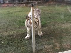 -清迈夜间动物园