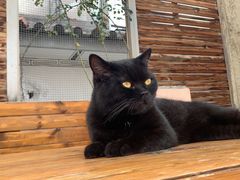 -喵屿·大理花园猫咖