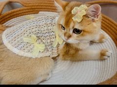 -lincat·猫舍(广州店)