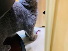 -藏猫猫咖啡主题馆(中央大道店)