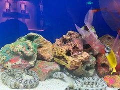 -上海海洋水族馆