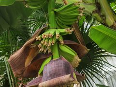 -三亚亚龙湾金棕榈度假酒店