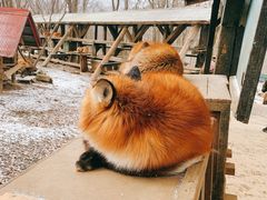 -宫城藏王狐狸村