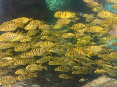 -太平洋海底世界