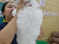 -天宠宠物医院24小时·急重症诊疗中心·全科·腔镜特色(和平分院)