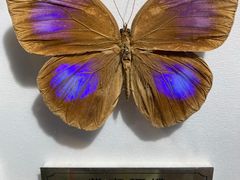 -上海昆虫博物馆