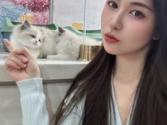 -糯米喵星人总部直营旗舰店·猫舍·幼猫出售