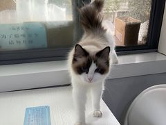 -喵的天空名猫咖啡馆·撸猫·猫舍·用品