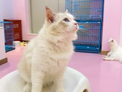 -爪爪喵星球·猫舍(前海卓越店)