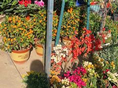 -金陵花卉交易市场