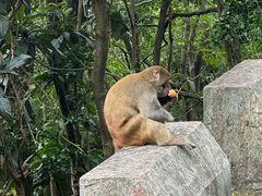-黔灵山公园