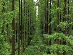 -黄海国家森林公园