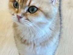 -有喵·猫咖·狗咖·30几只猫10只小狗(岗厦店)