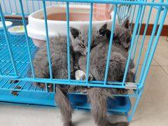 -翊宠yipet猫狗购宠庄园犬舍•猫舍