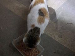 -乖乖宠物医院·猫科·急重症中心(车站北路分院)