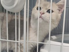 -翊宠yipet猫狗购宠庄园犬舍•猫舍
