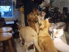 -萌喵宠狗爱心宠咖