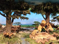 -国家自然博物馆