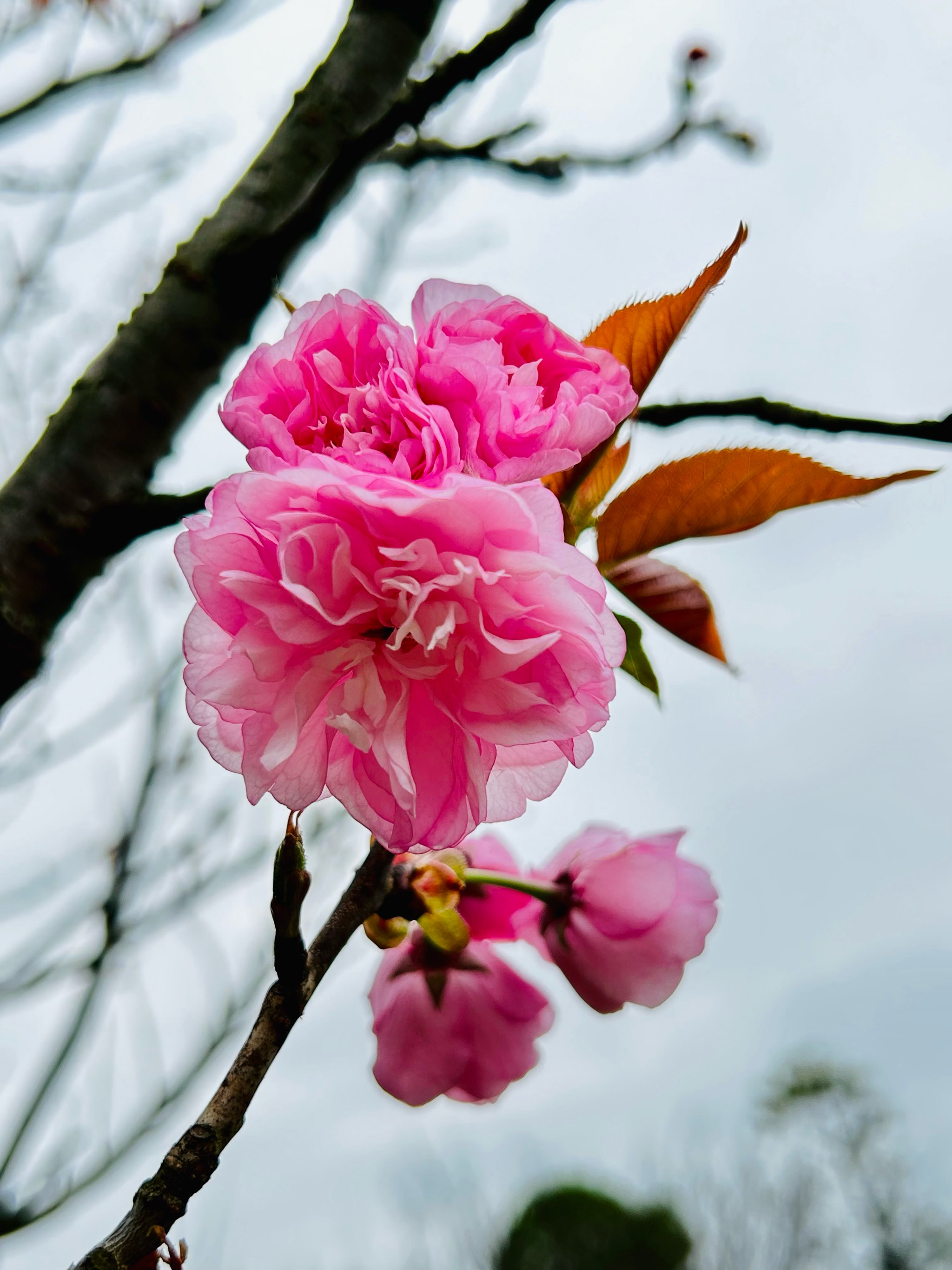 杉木湖畔图片