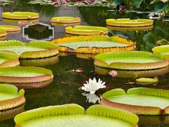 -国家植物园南园