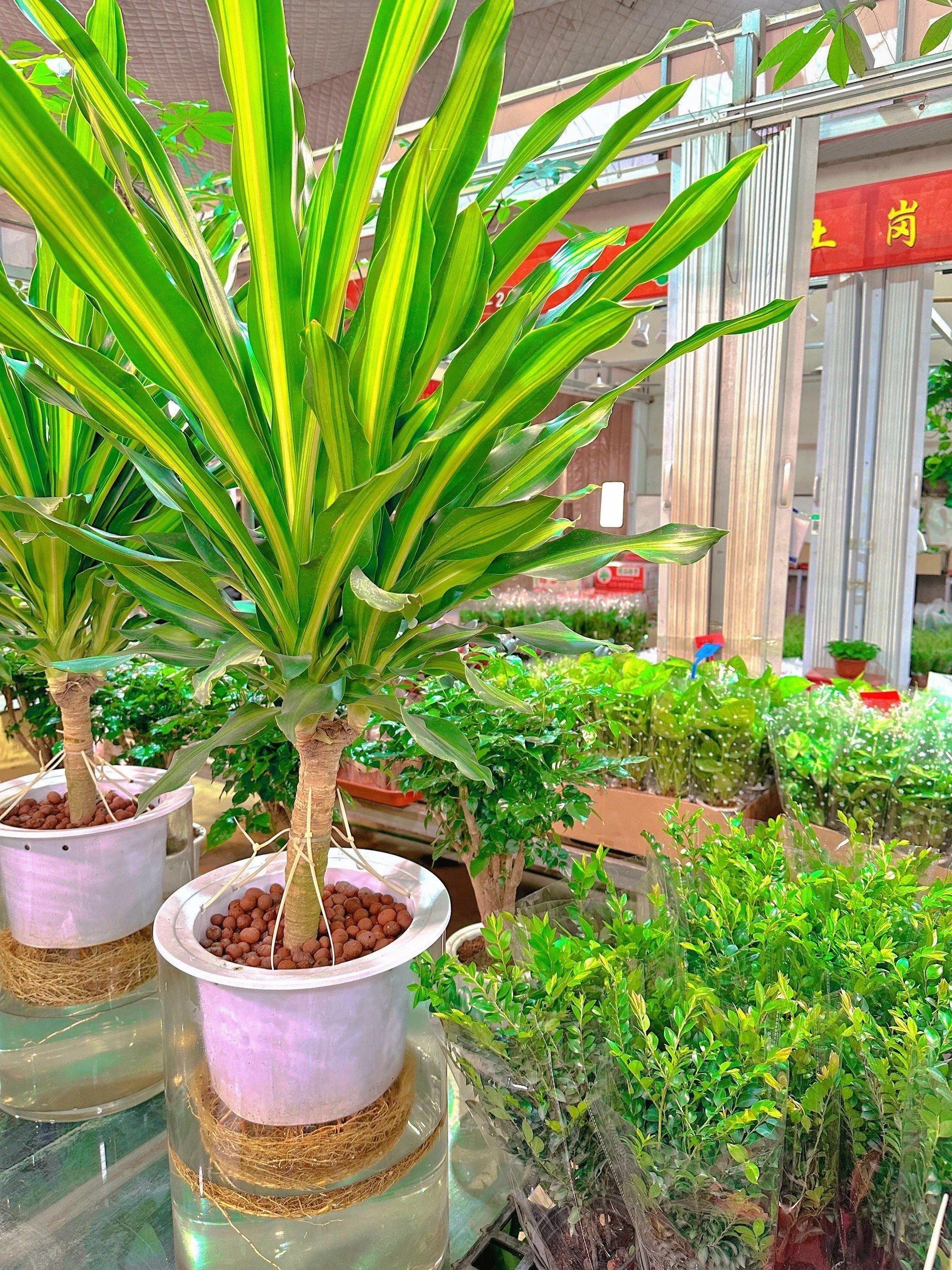 94北京最大花卉绿植市场,逛到停不下来!98