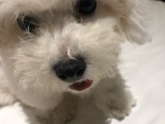 -翊宠yipet猫狗购宠庄园犬舍•猫舍