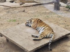 -大连森林动物园