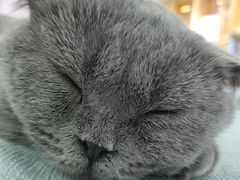 -鼓捣猫呢主题猫咖店