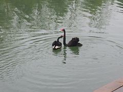 -中海·庐山西海君澜度假酒店·味屿全日制餐厅