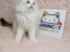 -十年猫舍·猫咪专门店(普陀店)