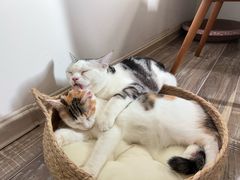 -喵zoo家庭繁育猫舍(尖东智能花园店)