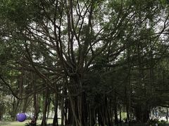 -南宁南湖公园