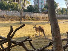 -泉州海丝野生动物世界