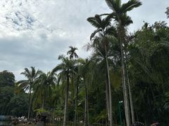 -西双版纳原始森林公园